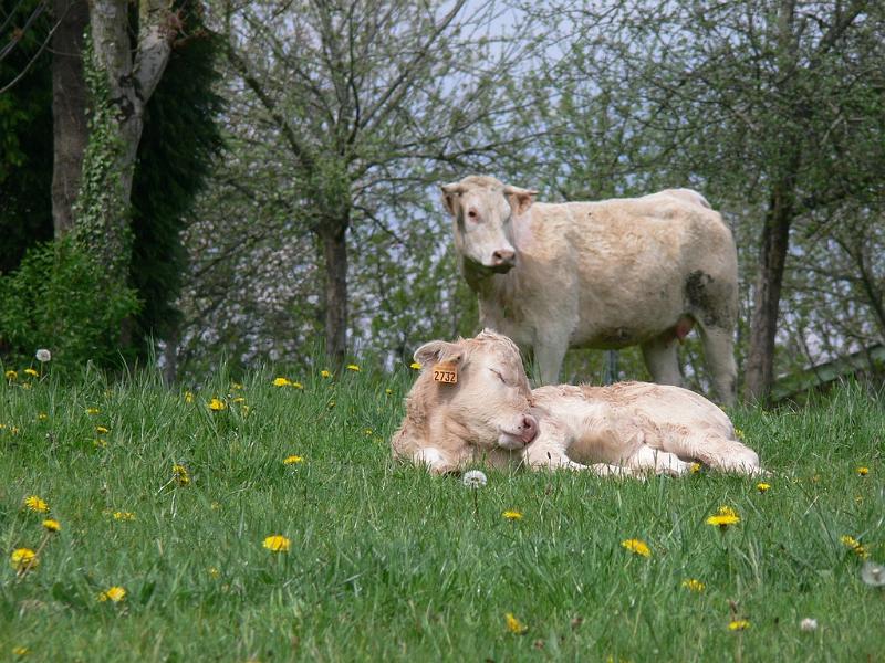 Mont Saint Michel 2010 - 301.jpg